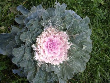 Dekoratif lahana ve beyaz bir yakın plan.