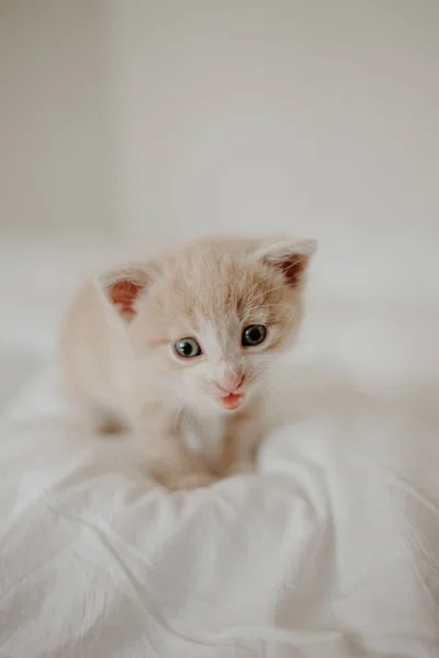 Anak Kucing Berambut Merah Tempat Tidur Putih — Stok Foto
