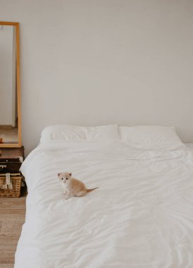 Beyaz yataktaki kızıl kedi yavrusu