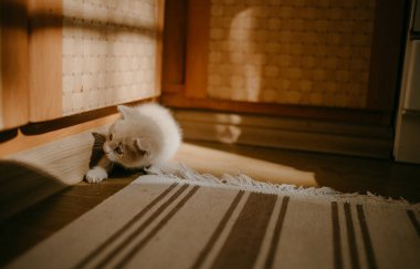 Kızıl kedi yerde oynuyor.