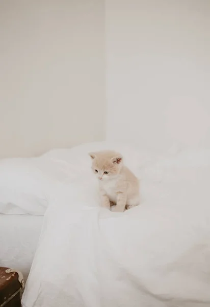 Vörös Cica Fehér Ágyban — Stock Fotó