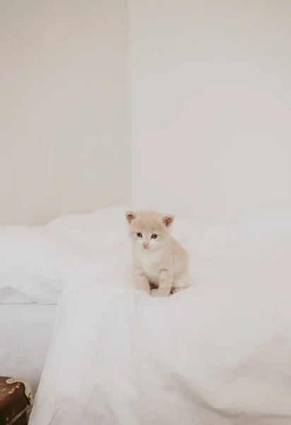 Ginger Kitten White Bed — Stock Photo, Image