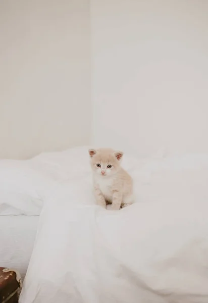 Beyaz Yataktaki Kızıl Kedi Yavrusu — Stok fotoğraf