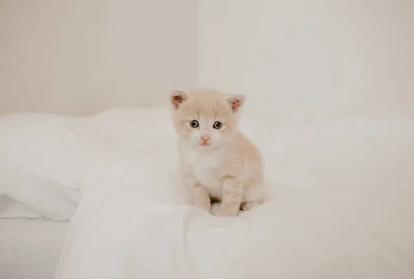 Gatinho Gengibre Cama Branca — Fotografia de Stock