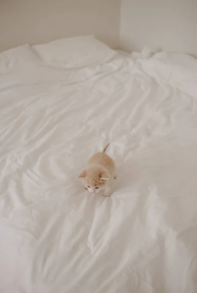 Ginger Kitten White Bed — Stock Photo, Image