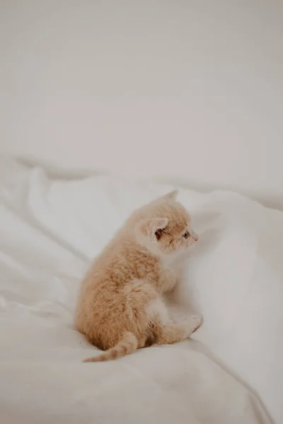 Κοκκινότριχο Γατάκι Στο Λευκό Κρεβάτι — Φωτογραφία Αρχείου