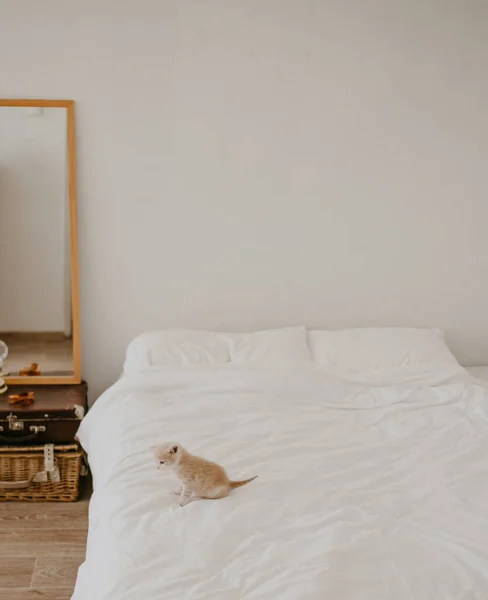 白床上的姜汁猫 — 图库照片
