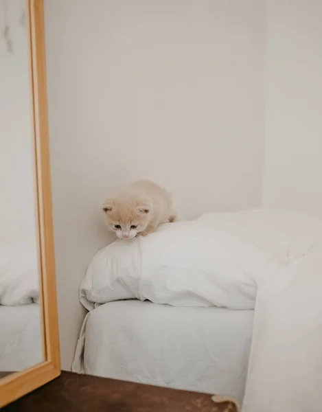 Gatinho Gengibre Cama Branca — Fotografia de Stock