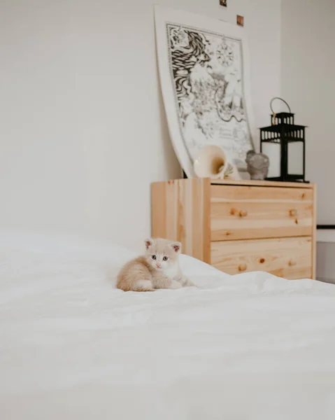 Das Ingwerkätzchen Weißen Bett — Stockfoto