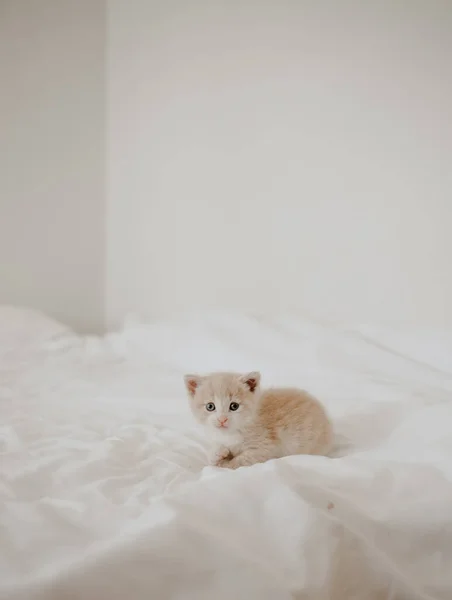 Gatinho Gengibre Cama Branca — Fotografia de Stock