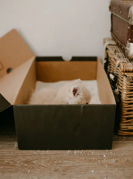 Primera Caja Arena Gatito — Foto de Stock