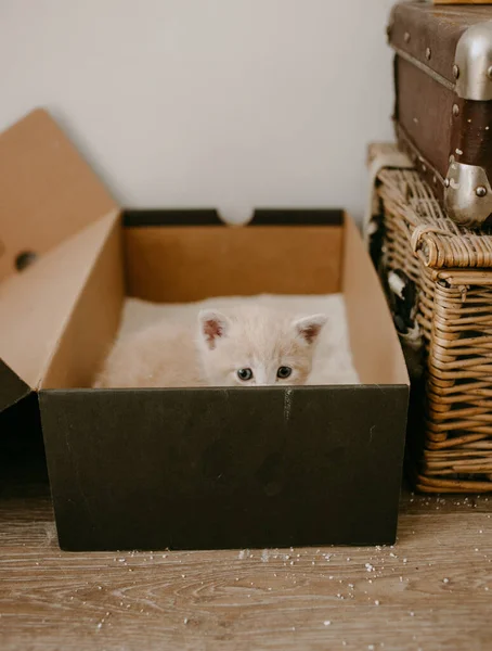 第一个小猫咪垃圾箱 — 图库照片