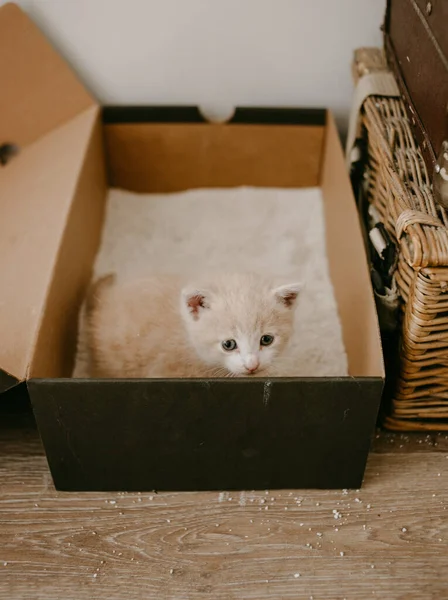 Kedi Kumluğu — Stok fotoğraf