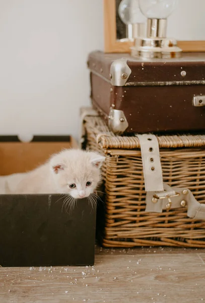 第一个小猫咪垃圾箱 — 图库照片