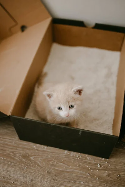 First Kitten Litter Box — Stock Photo, Image