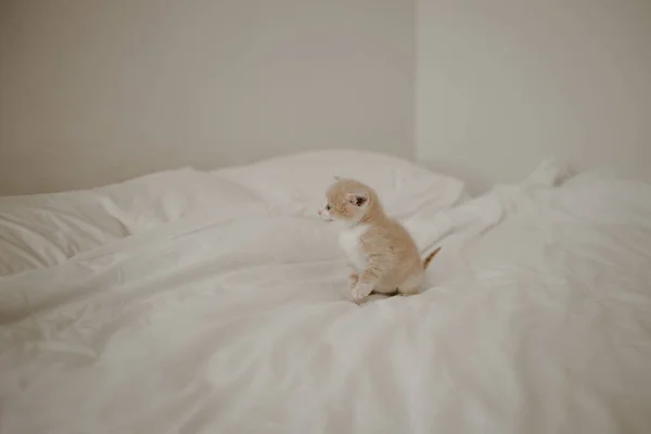 Gattino Rossiccio Nel Letto Bianco — Foto Stock