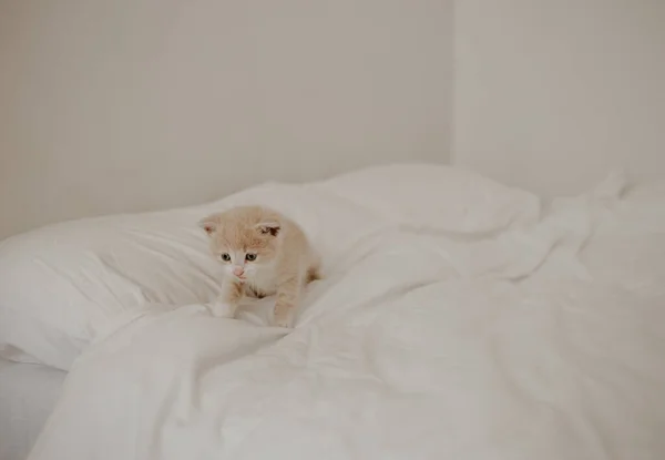 Het Gemberpoesje Het Witte Bed — Stockfoto