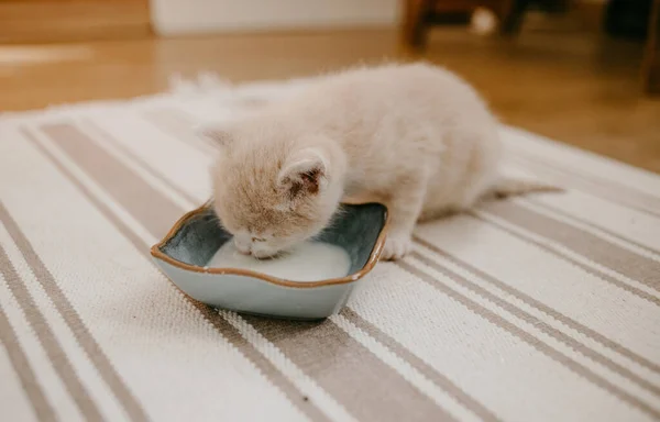 生姜子猫はミルクと一緒に青いボウルで食べ始めました — ストック写真