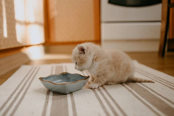 Ingefærkattunge Begynte Spise Med Melken Den Blå Bollen – stockfoto