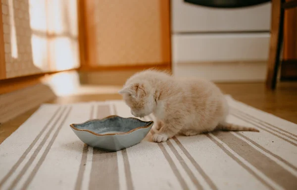 Gattino Zenzero Iniziato Mangiare Con Latte Ciotola Blu — Foto Stock