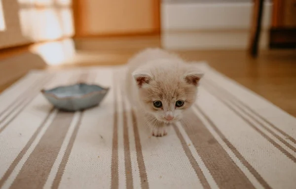 Ginger Kitten Started Eat Milk Blue Bowl — Stock Photo, Image