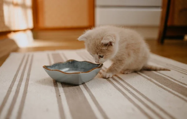Vörös Cica Elkezdett Enni Tejjel Kék Tálban — Stock Fotó