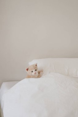 Beyaz yatakta kızıl kedi yavrusu