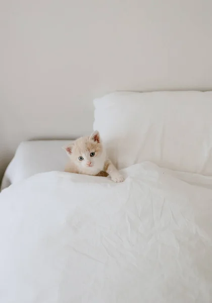 Gatinho Gengibre Cama Branca — Fotografia de Stock