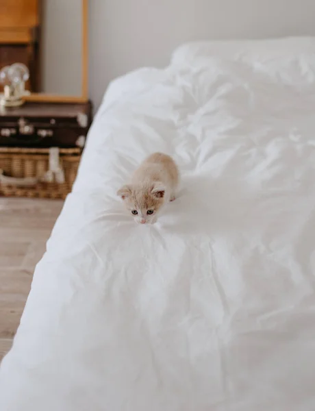 Gatinho Gengibre Cama Branca — Fotografia de Stock