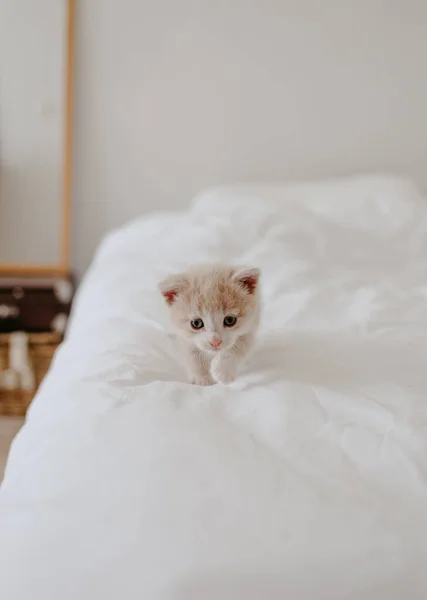 Gember Kitten Het Witte Bed — Stockfoto