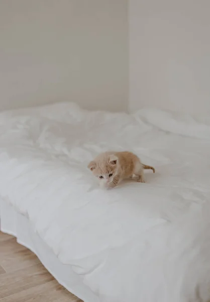 Ingwerkätzchen Weißen Bett — Stockfoto