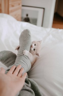 Kedi yavrusu sahibinin bacaklarıyla oynuyor.
