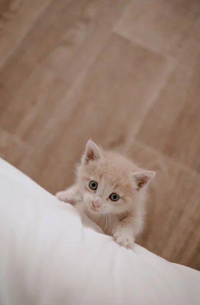 Gattino Zenzero Posa Nel Letto Bianco — Foto Stock