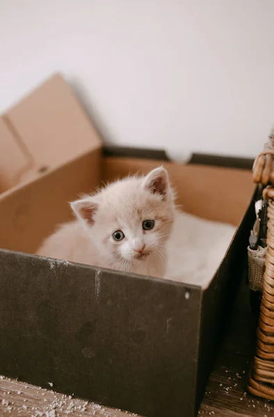 Zencefilli Kedi Yavrusu Kum Kabını Evcilleştirir — Stok fotoğraf