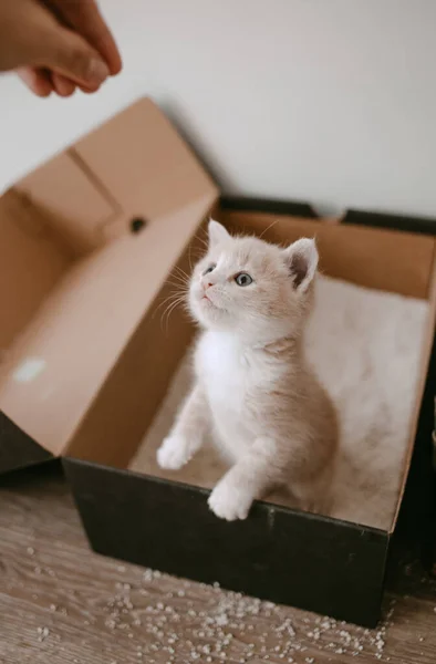 Ginger Kitten Tame Litter Box — Stock Photo, Image