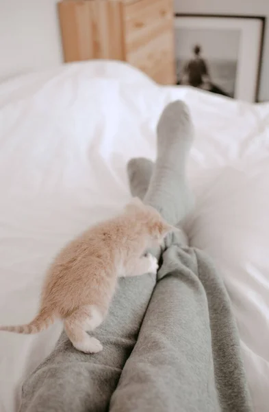 Kitten Spelen Met Benen Van Eigenaar — Stockfoto