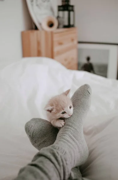Котенок Играющий Ногами Хозяина — стоковое фото