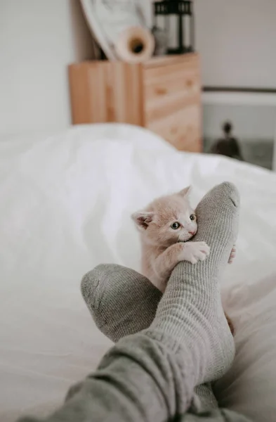 Kätzchen Spielt Mit Den Beinen Des Besitzers — Stockfoto