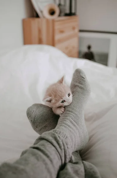 Gatinho Brincando Com Pernas Proprietário — Fotografia de Stock