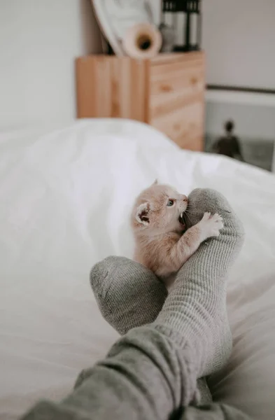 Gatinho Brincando Com Pernas Proprietário — Fotografia de Stock