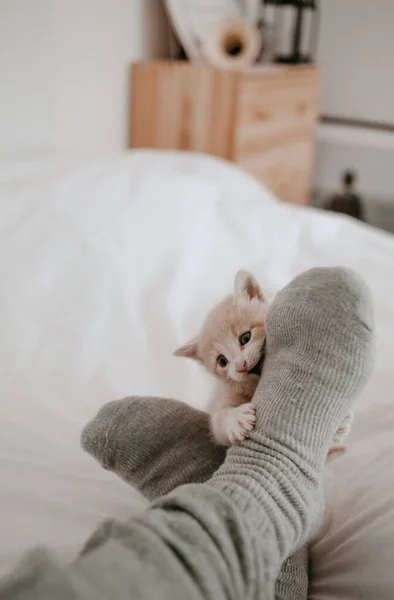 Kätzchen Spielt Mit Den Beinen Des Besitzers — Stockfoto