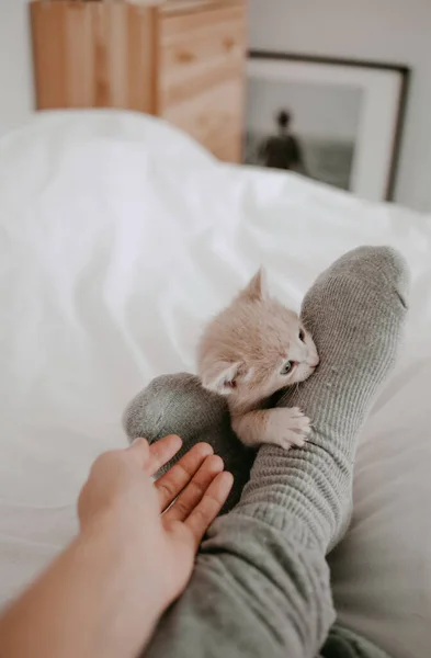 子猫が飼い主の足で遊んで — ストック写真