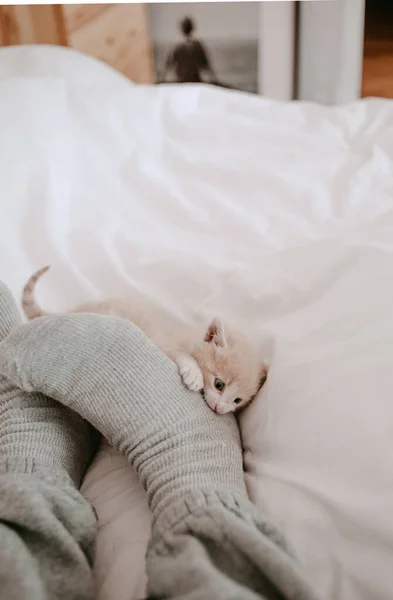 Gatinho Brincando Com Pernas Proprietário — Fotografia de Stock