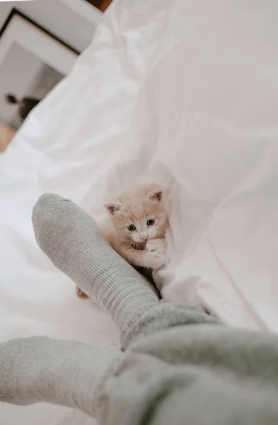 Kätzchen Spielt Mit Den Beinen Des Besitzers — Stockfoto