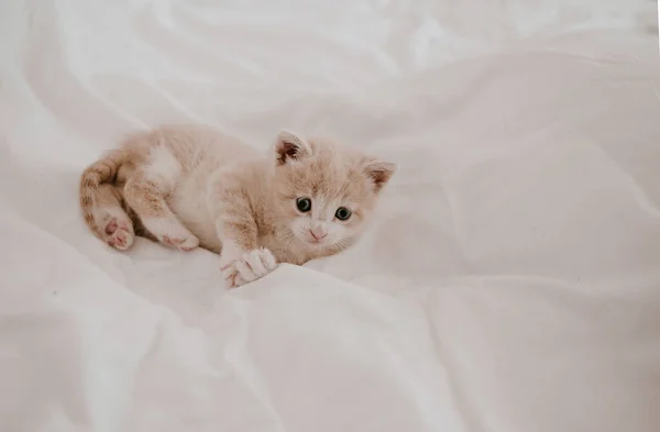 Τζίντζερ Γατάκι Ξαπλωμένο Στο Λευκό Κρεβάτι — Φωτογραφία Αρχείου