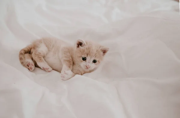 Kızıl Kedi Beyaz Yatakta Yatıyor — Stok fotoğraf