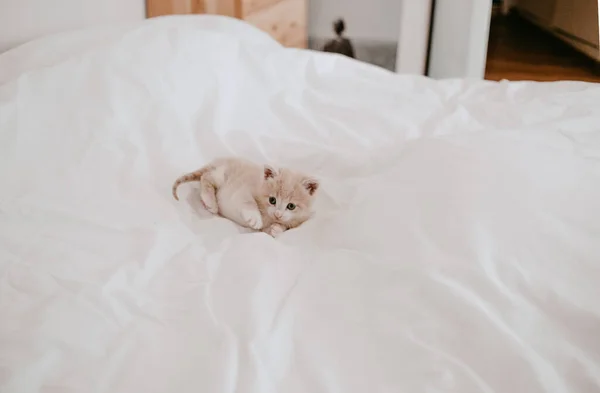 Gember Kitten Liggend Het Witte Bed — Stockfoto