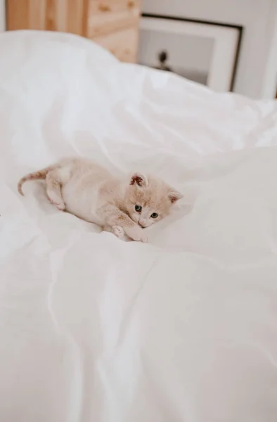 Gatinho Gengibre Que Coloca Cama Branca — Fotografia de Stock