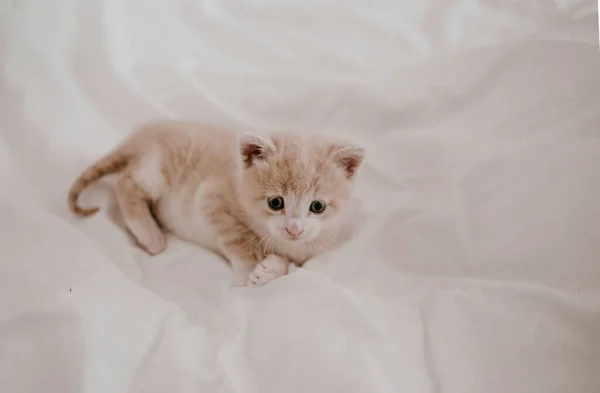 Gatinho Gengibre Que Coloca Cama Branca — Fotografia de Stock