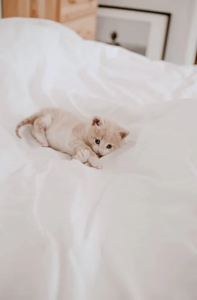 Gatinho Gengibre Que Coloca Cama Branca — Fotografia de Stock